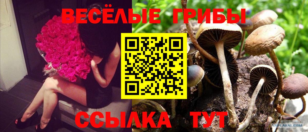 Псилоцибиновые грибы GOLDEN TEACHER Симферополь